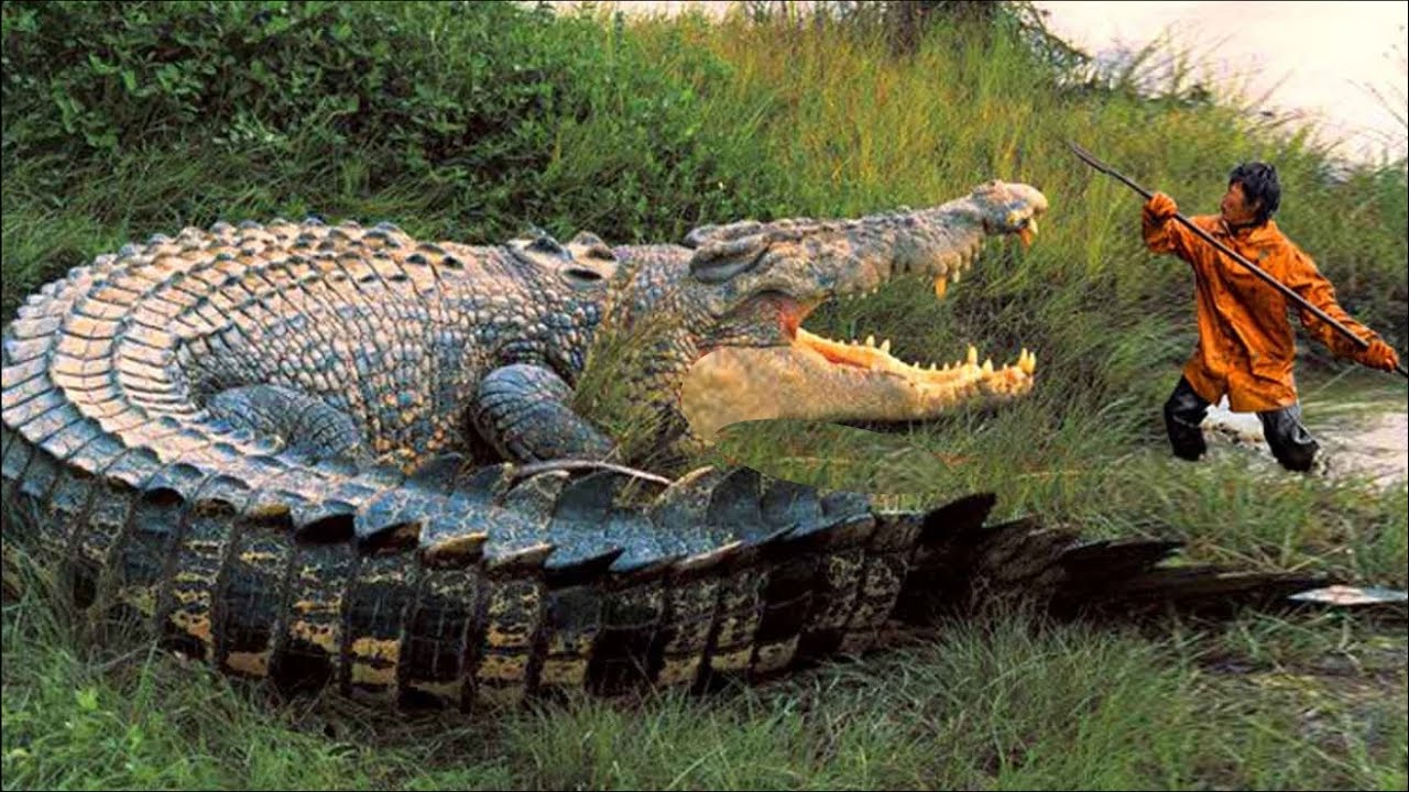 Measuring over 6,1 meters in length and weighing more than 1 ton, Lolong made history as the largest crocodile ever measured alive in the world.
