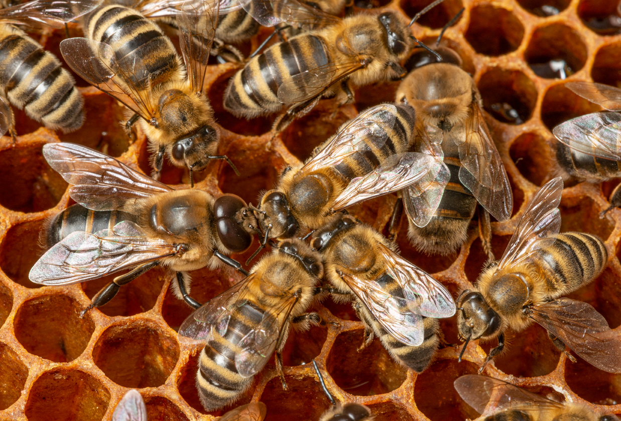 Social behavior in bees is controlled by a 'begging gene'