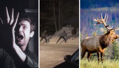 man runs in fear (l) two men trying to touch a wild animal (c) relaxed moose (r)