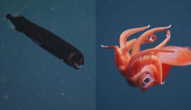 Split image: On the left, a dark, eel-like deep sea fish with glowing red eyes and sharp teeth. On the right, a bright red, large-eyed squid with curled tentacles, both surrounded by deep blue water.