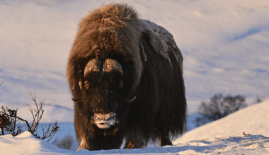 "I was once charged by a musk ox – and they can shift. Fortunately, I could shift faster than the photographer I was with..."