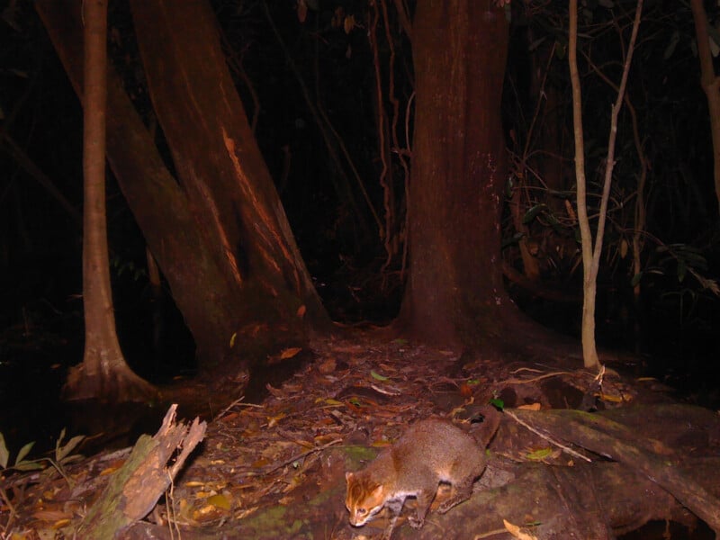 A small, brown wildcat stands on a fallen log in a dark, dense forest at night, surrounded by large tree trunks and scattered leaves.