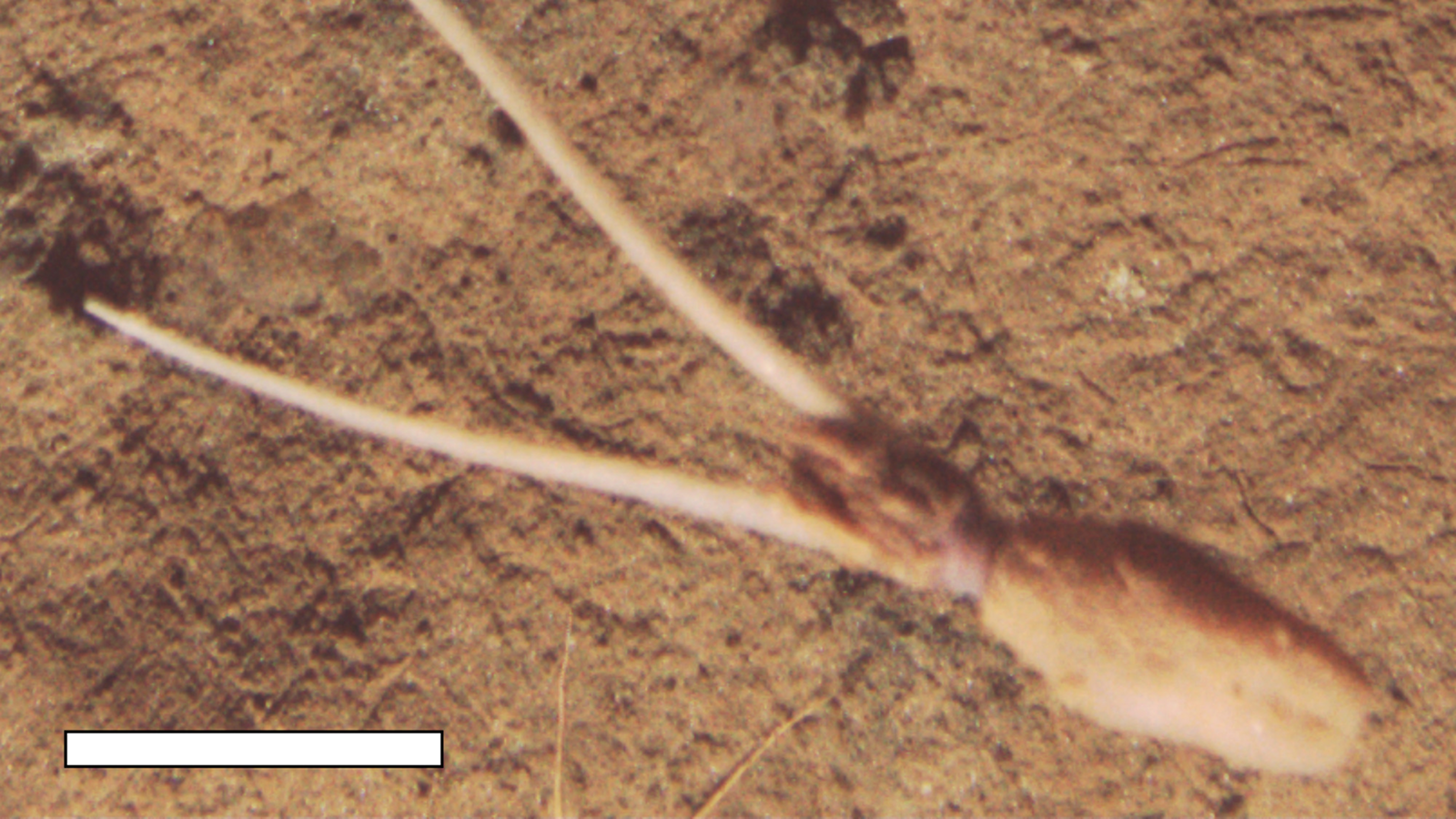 'Very novel and very puzzling': Unknown species of squid spotted burying itself upside down, pretending to be a plant