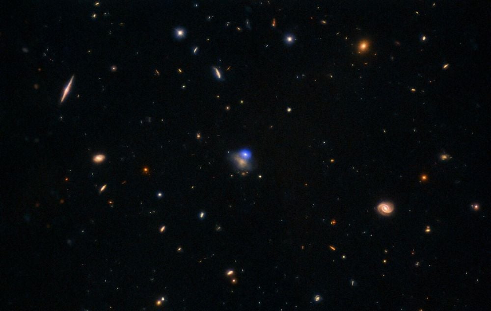 Luminous Fast Blue Optical Transients Are Likely Large Black Holes Shredding Their Massive Companions