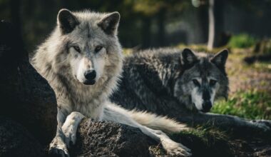 Two grey wolves lying down, facing the camera.