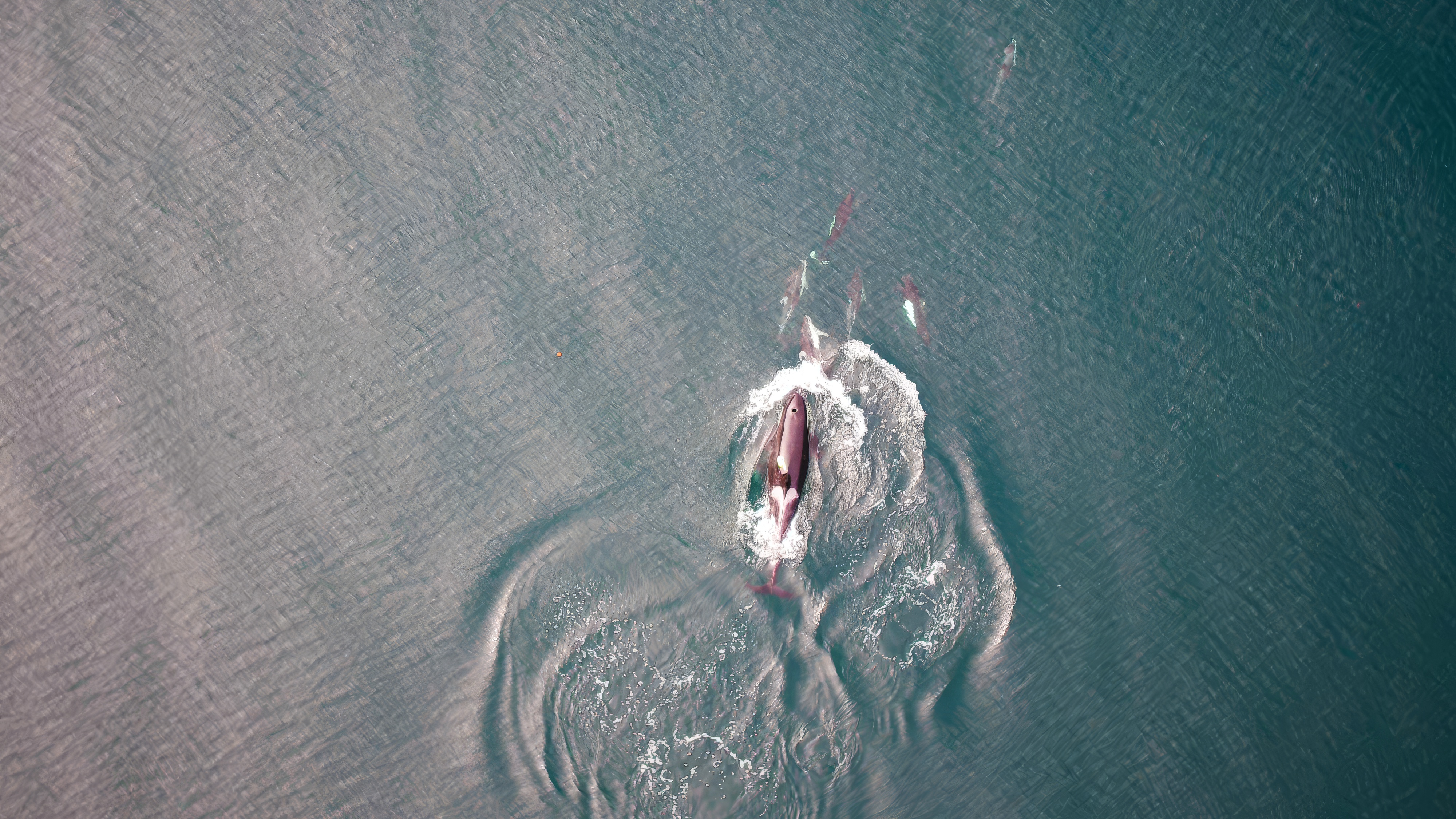 Killer whales, dolphins, and dall's porpoise interacting at the surface between foraging dives.