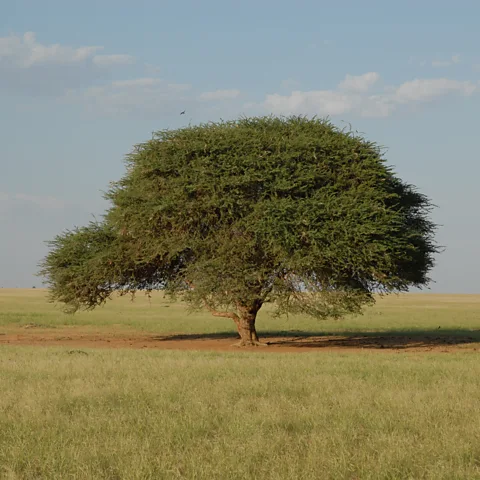 Sahara Conservation In the arid lands at the edge of the Sahara, trees act like "umbrellas on the beach" (Credit: Sahara Conservation)