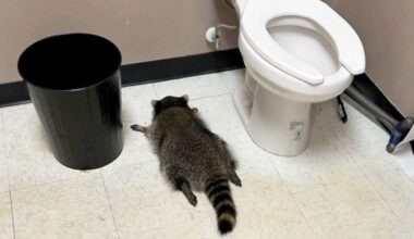 Raccoon breaks into US liquor store and gets drunk - BBC