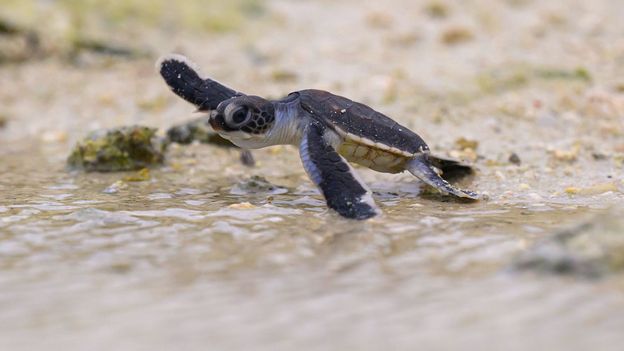 Seven quiet wins for climate and nature in 2025