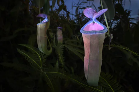 Chien Lee A pitcher plant fluoresces in shades of purple and pink (Credit: Chien Lee)