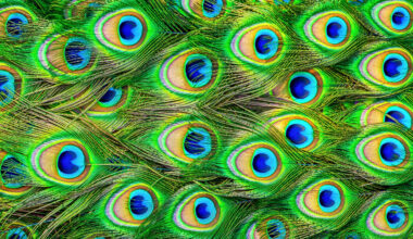 Peacock feathers can be lasers, a first in the animal kingdom