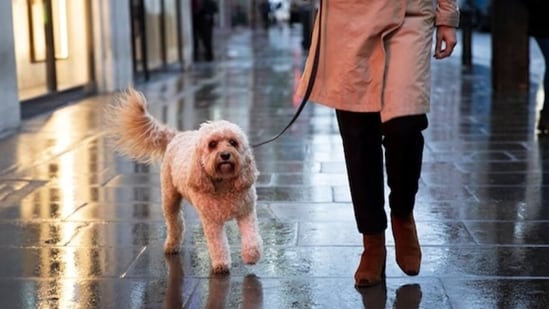 Demand for professional pet portraits surges before Christmas.