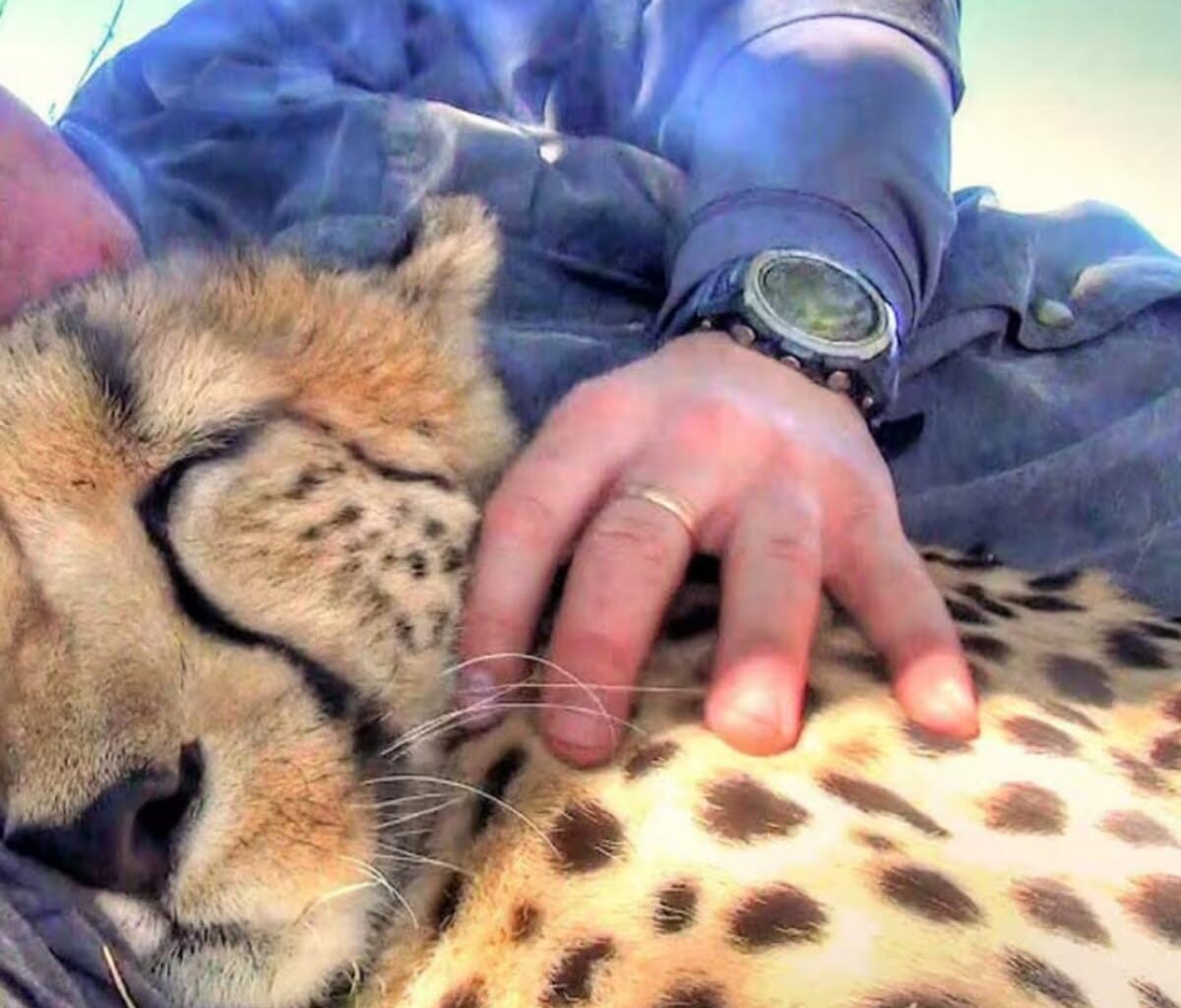 photographer-nap-cheetah