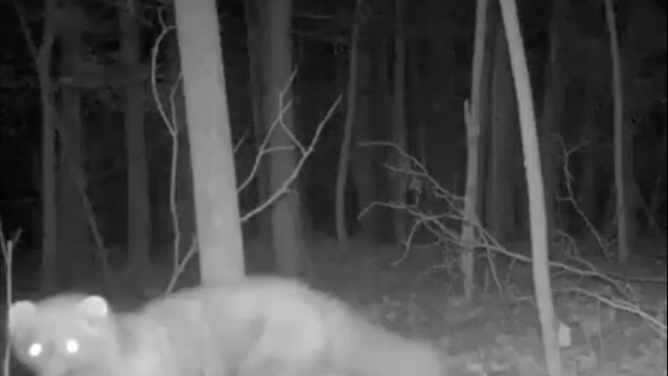 Fisher spotted on trail camera in Cleveland Metroparks in Ohio