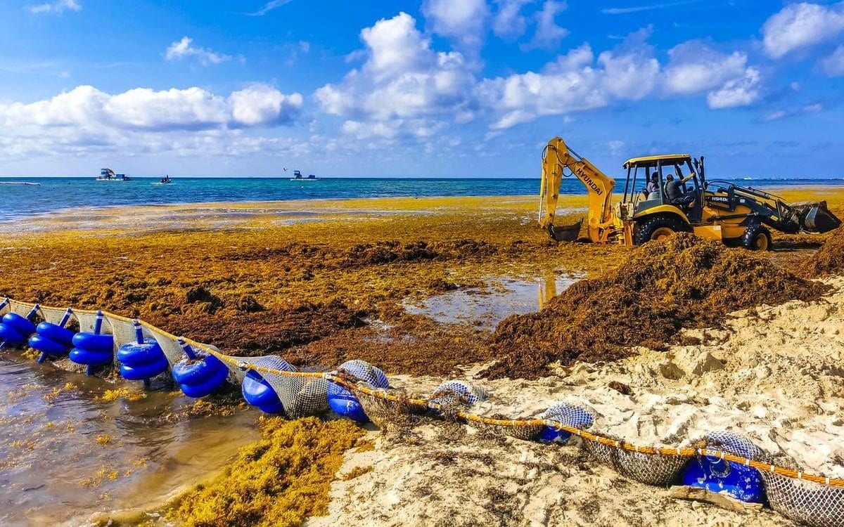 Playa Del Carmen, A Popular Vacation Destination On Mexico’s Yucatán Peninsula, Faces Significant Sargassum Strandings During Summer Months, As Do Other Caribbean Coastlines