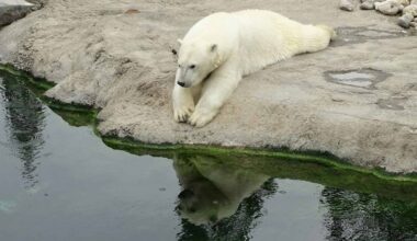 Polar Bears Are on The Brink of Extinction, But Their DNA May Be Fighting Back
