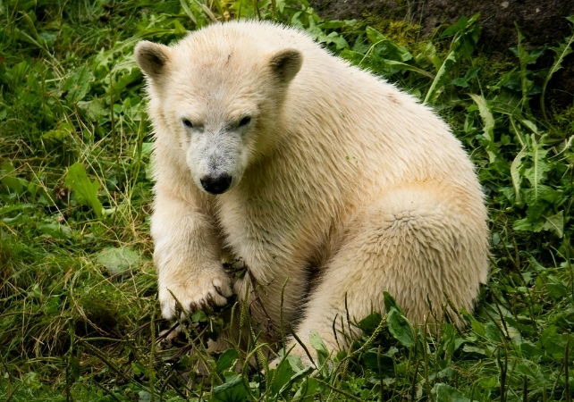 Polar bear and green plants