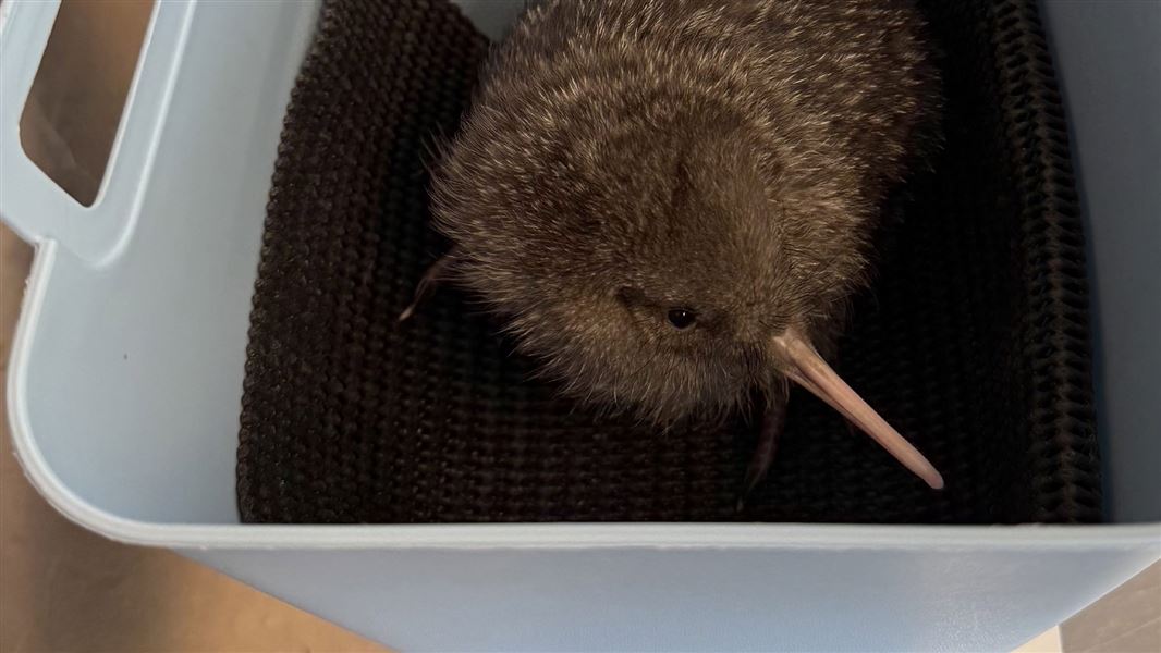 Surprise Kiwi Pukupuku Population Grows