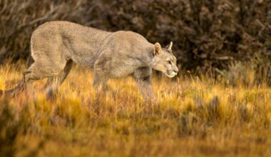 A puma hunts in the Torre del Paine mountain range in Patagonia Chile.