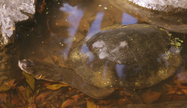 A Broad-shelled river turtle with a long neck in a shallow creek with leaves in Australia