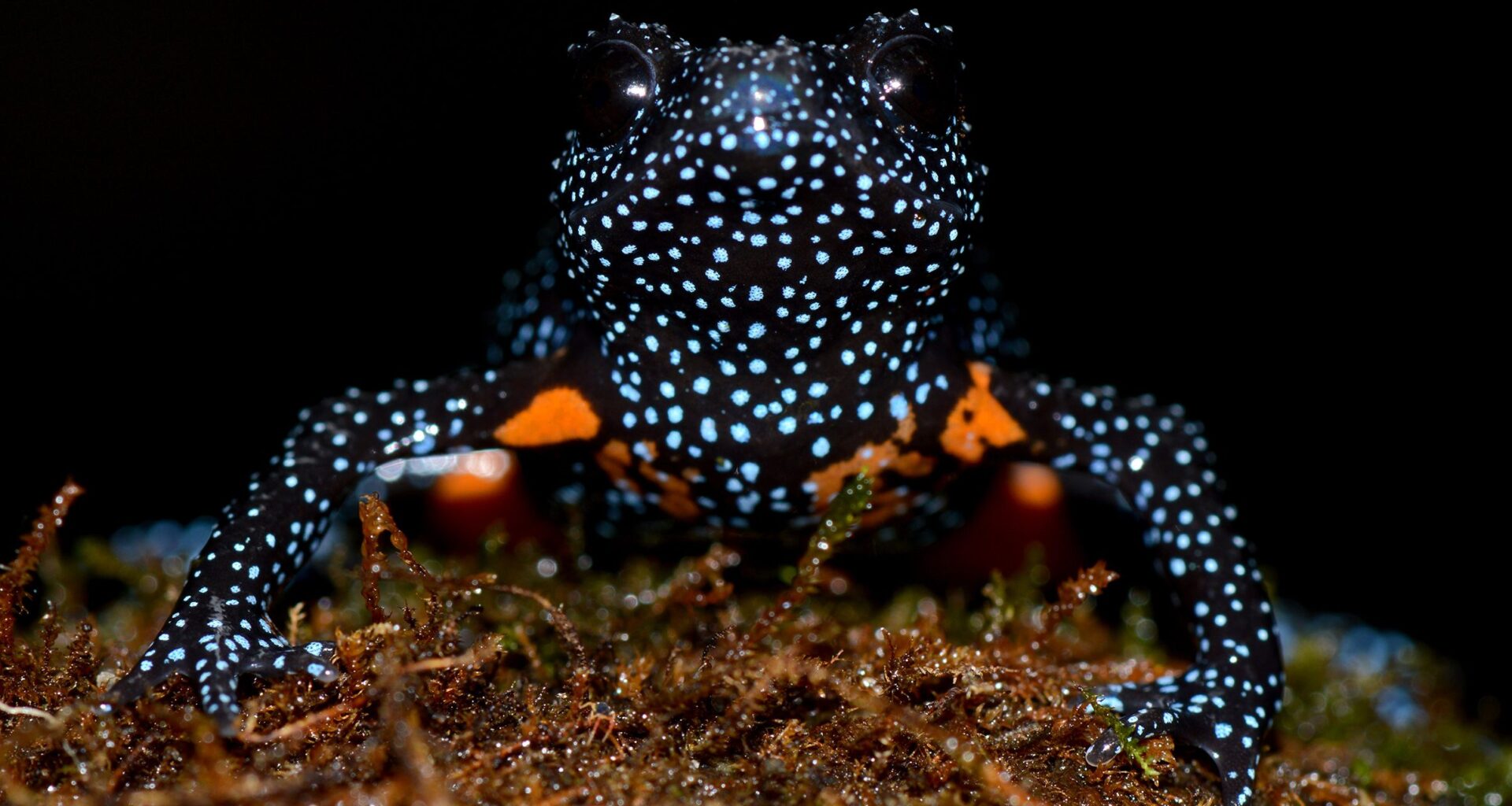 The tragic cost of wildlife photography: Rare and beautiful Galaxy frogs threatened by photo tourism