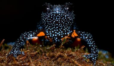 The tragic cost of wildlife photography: Rare and beautiful Galaxy frogs threatened by photo tourism