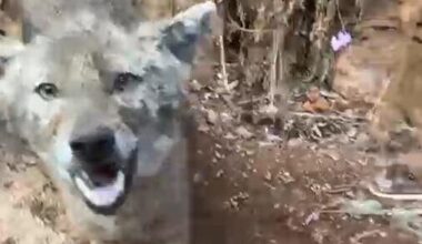 ‘It came at me without any fear’