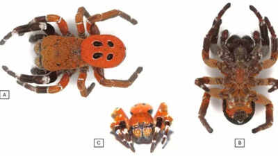Scientists discover new spider species with a striking red head in Morocco