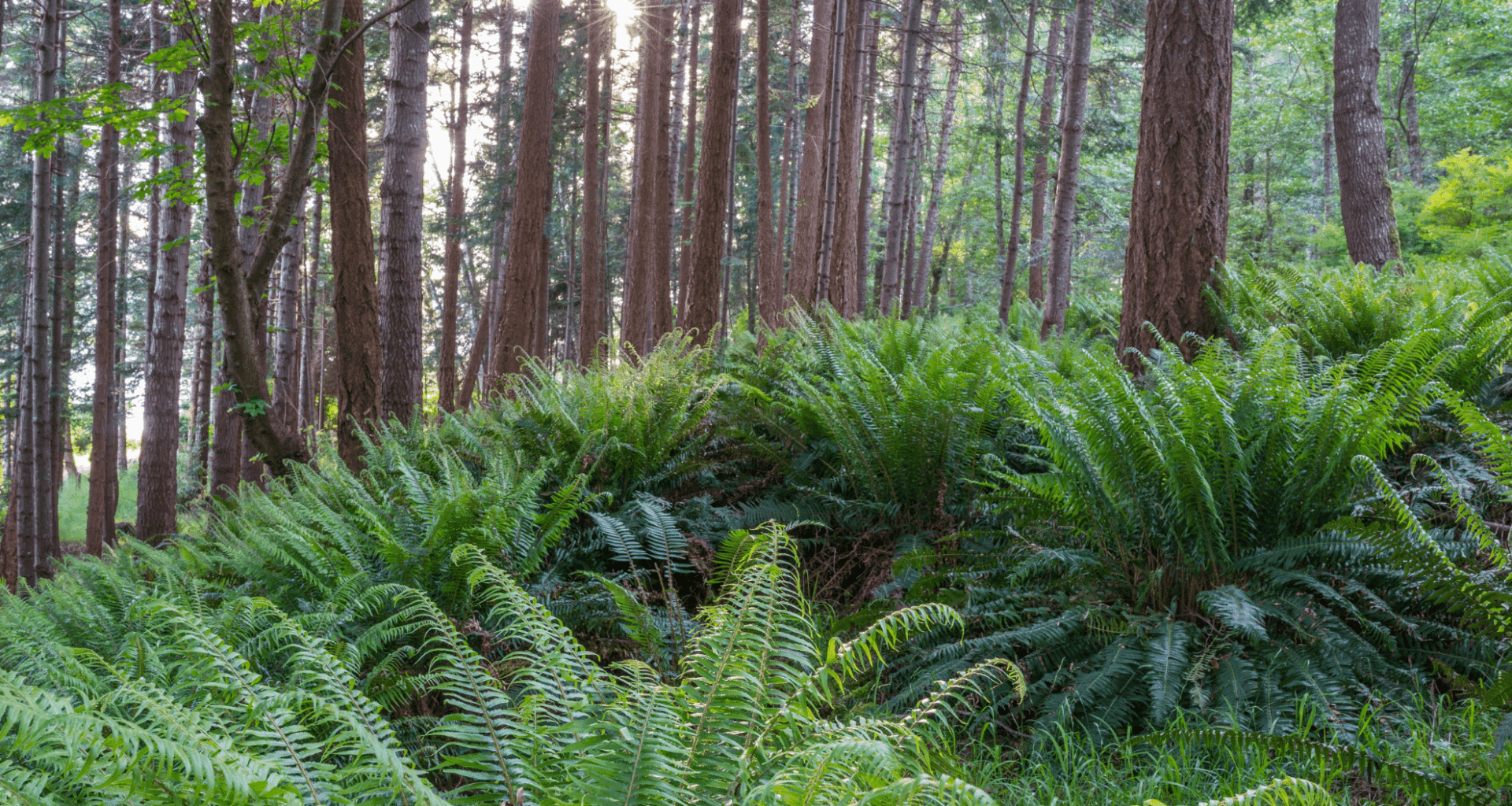 Scientists Unearth New Species With Long, Sharp Spines In Colombia