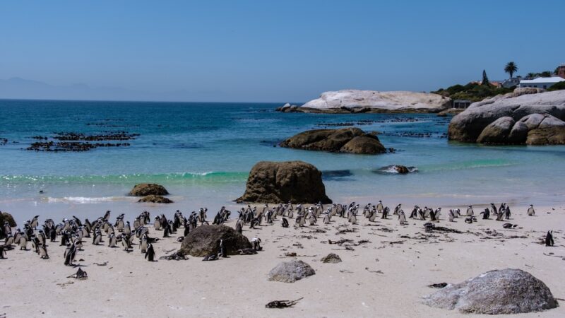 A colony of African penguins on Boulders Beach in Cape Town