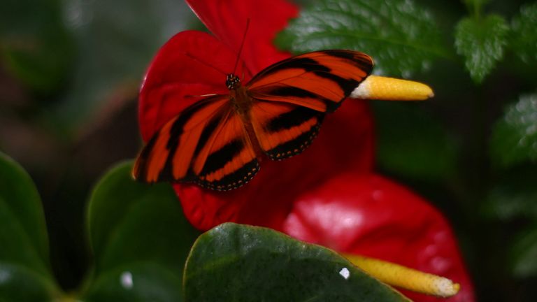There has been a rise in the global illegal trading of exotic butterflies. Pic: Reuters