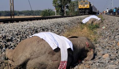 The elephants were hit at 2:17am. Pic: Reuters