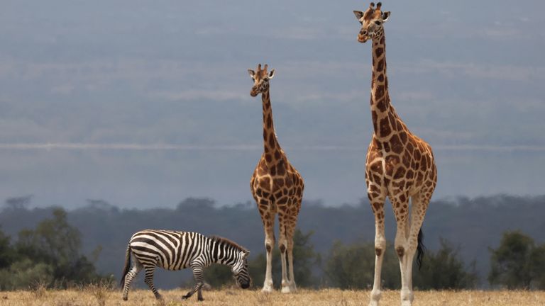 Zebras and giraffes are both traded as bushmeat. Pic: Reuters