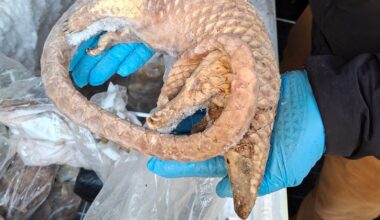 A frozen pangolin seized by the Metropolitan Police. Pic: FSA/PA