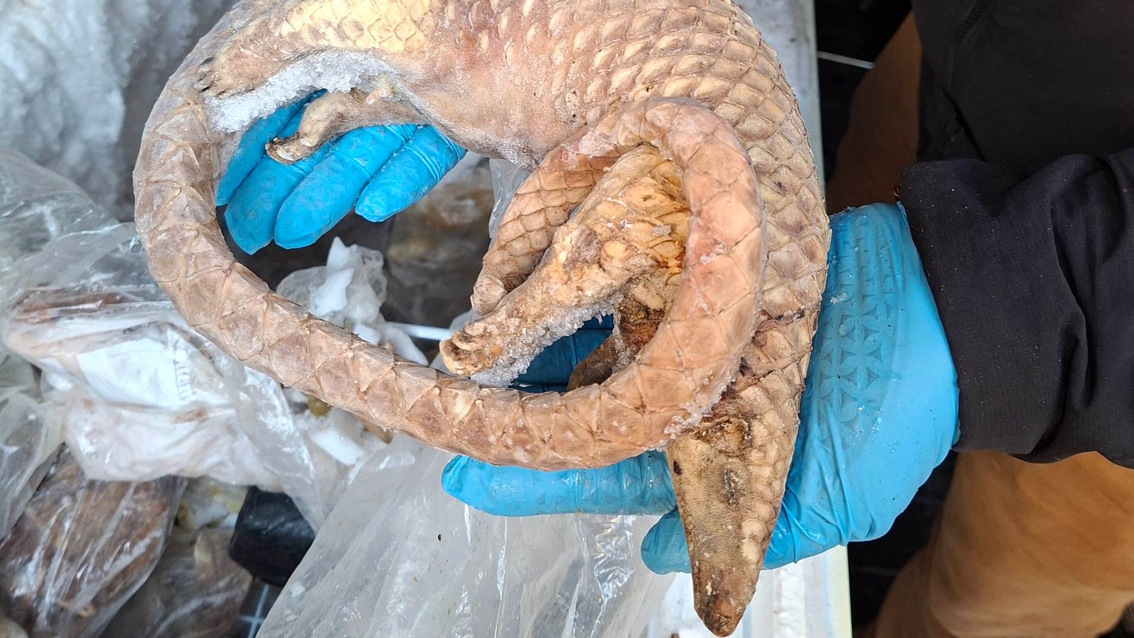 A frozen pangolin seized by the Metropolitan Police. Pic: FSA/PA