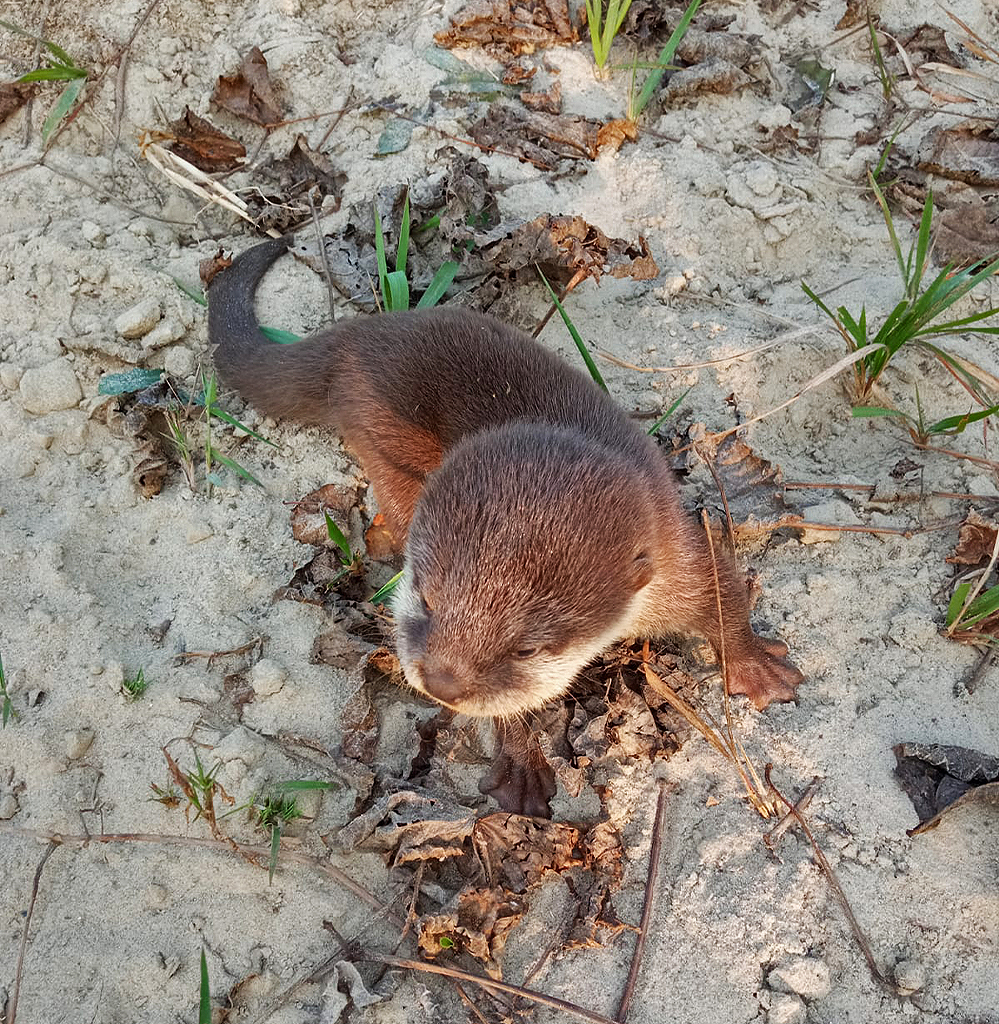 A rescued Asian small-clawed otter in Dadeldhura, Nepal.
