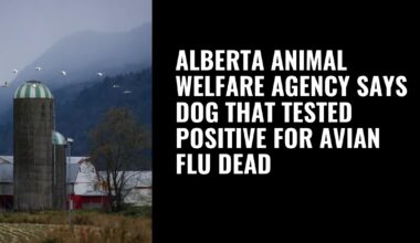 Alberta animal welfare agency says dog that tested positive for avian flu dead