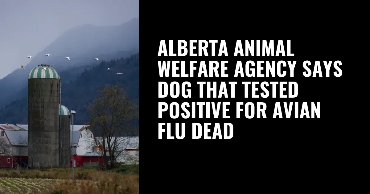 Alberta animal welfare agency says dog that tested positive for avian flu dead