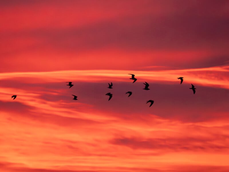 A flock of birds is silhouetted against a vibrant red and orange sunset sky, with soft, streaked clouds creating a dramatic backdrop.