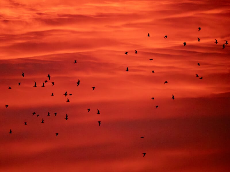 A flock of birds flies across a vivid red and orange sky during sunset, with dramatic clouds filling the background.