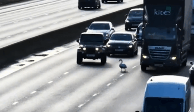 Swan saved after stopping motorway traffic