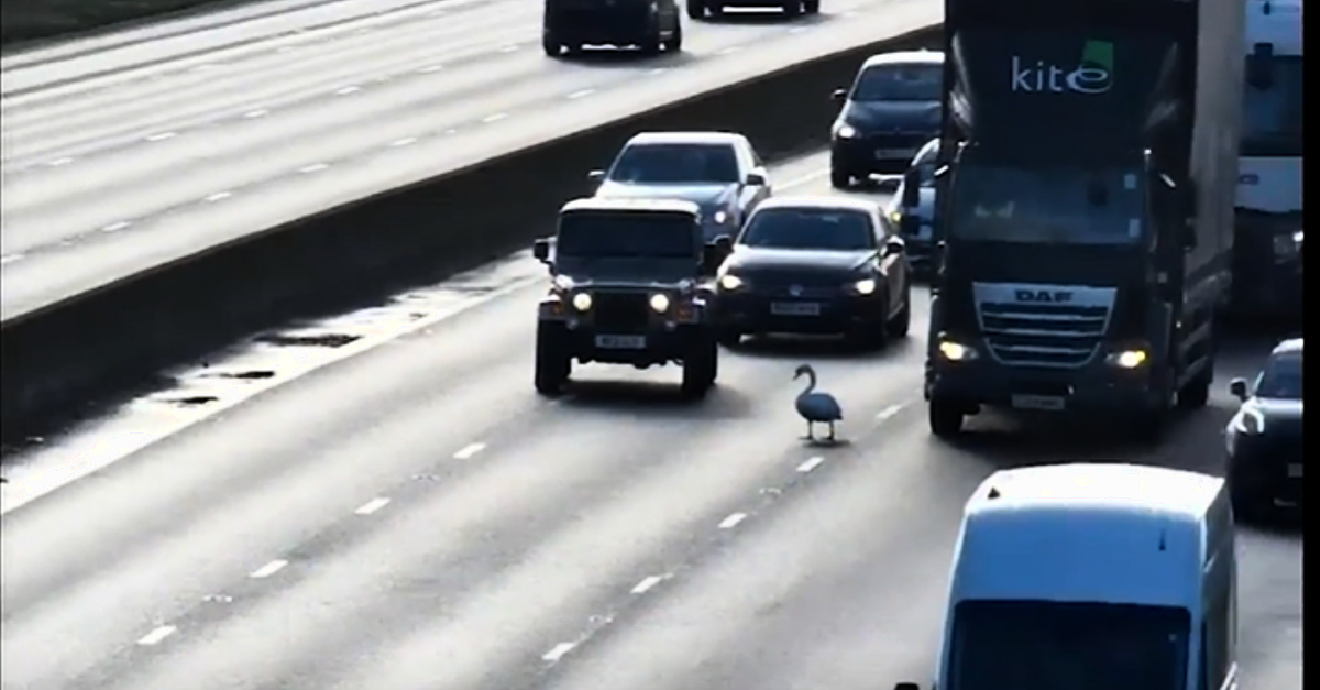 Swan saved after stopping motorway traffic