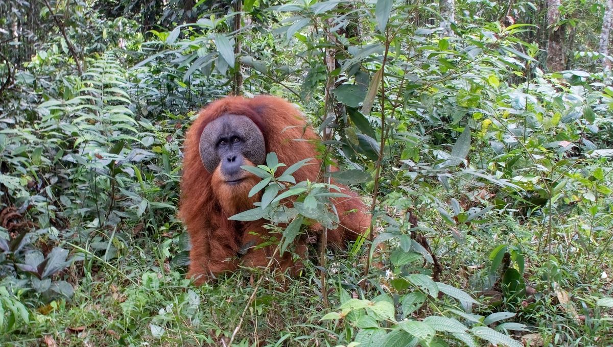 Tragedy As Floods Wipe Out 11 Percent Of The World’s Rarest Orangutan Population