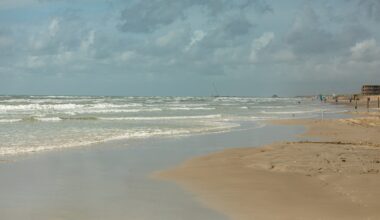 Beachgoers in Texas are seeing increasing numbers of invasive jellyfish washing ashore.