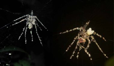 The First Cyclosa Individual Found Exhibiting A Spider Like Stabilimentum In Madre De Dios, Peru. And The Stabilimentum And Spider Of The Peruvian Cyclosa Sp. Showing The Spider's Position Above T