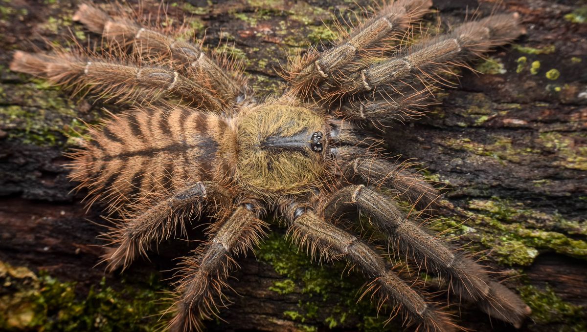 Meet The Malaysian Earthtiger Tarantula: Secretive And Stripy With A Leg Span For Days