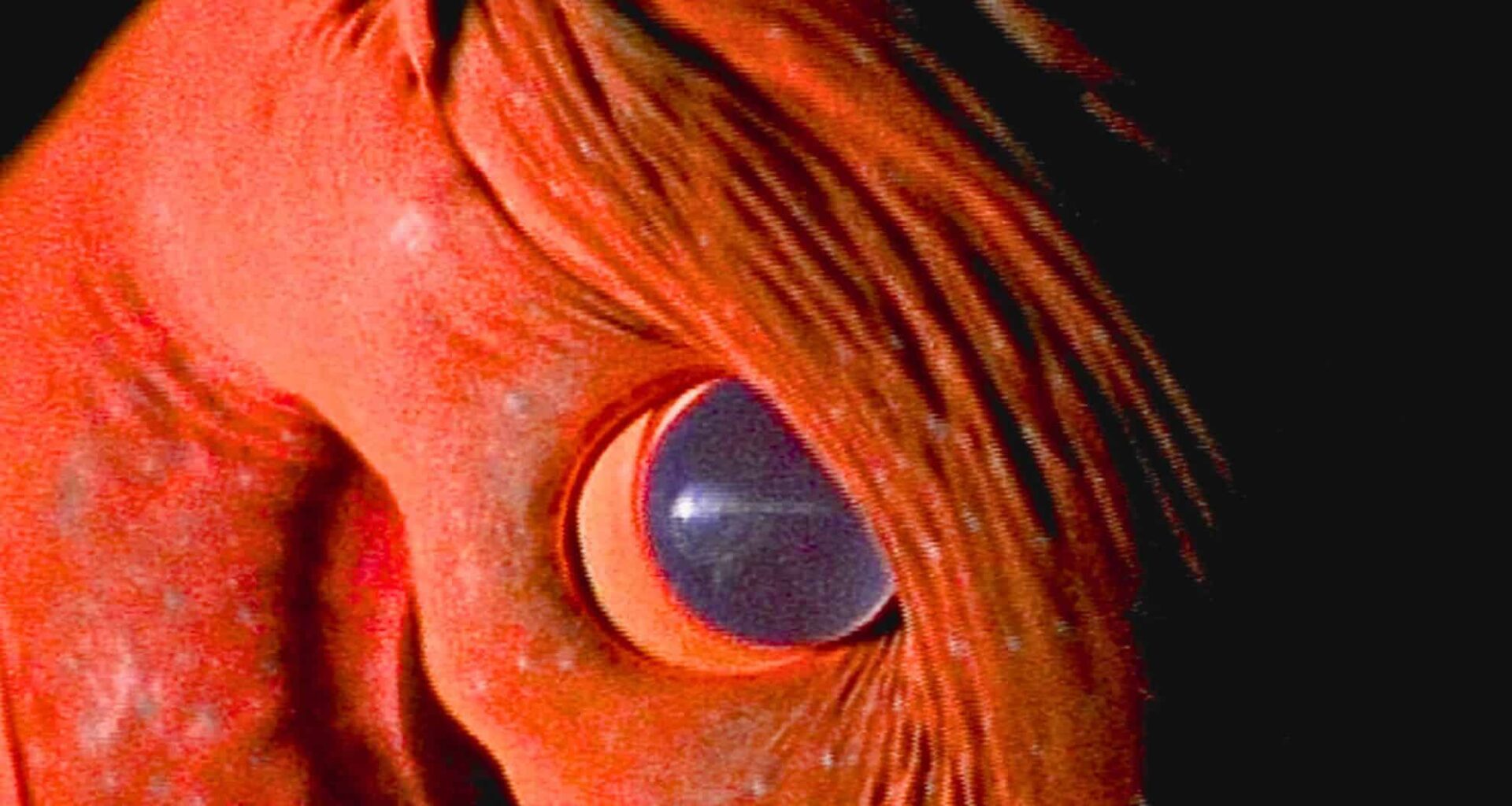 This Ancient Sea Animal Holds Genetic Clues That Are Flipping The Octopus Family Tree Upside Down