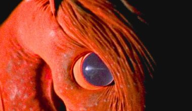 This Ancient Sea Animal Holds Genetic Clues That Are Flipping The Octopus Family Tree Upside Down