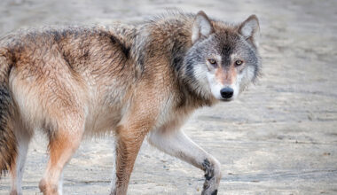 Mercury Rising - bioGraphic