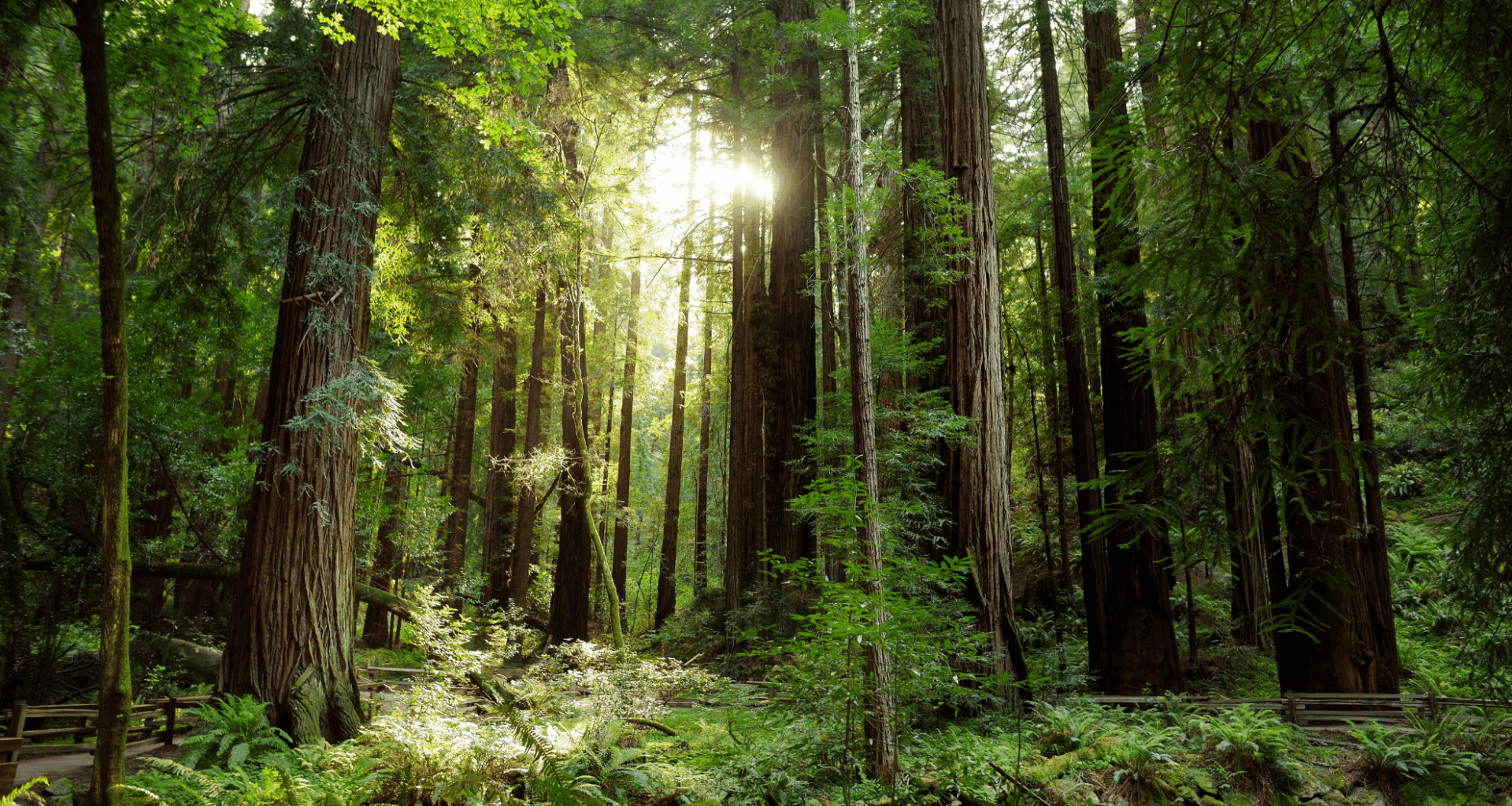 Trail Camera Records First Sighting Of Elusive Species In 170 Years